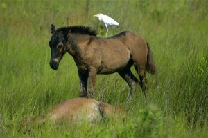 corolla-wild-horse-foal
